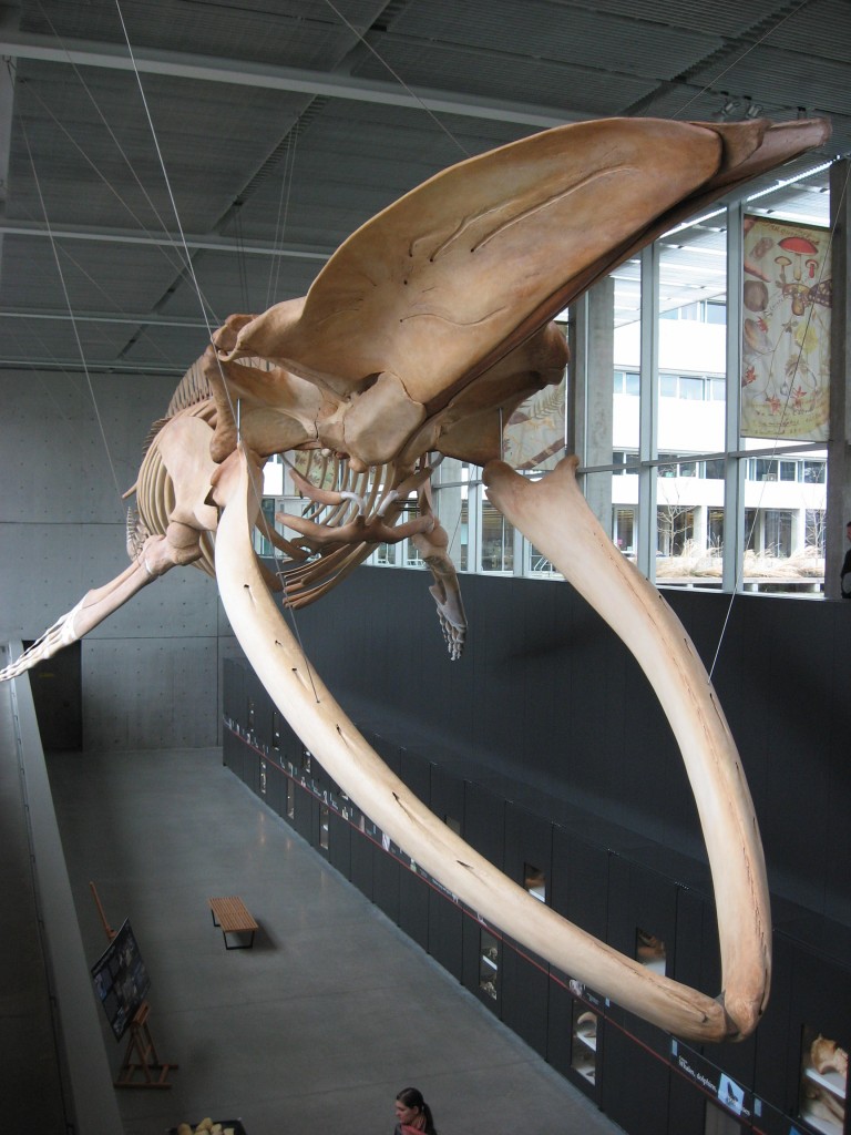 Beaty Museum blue whale skeleton
